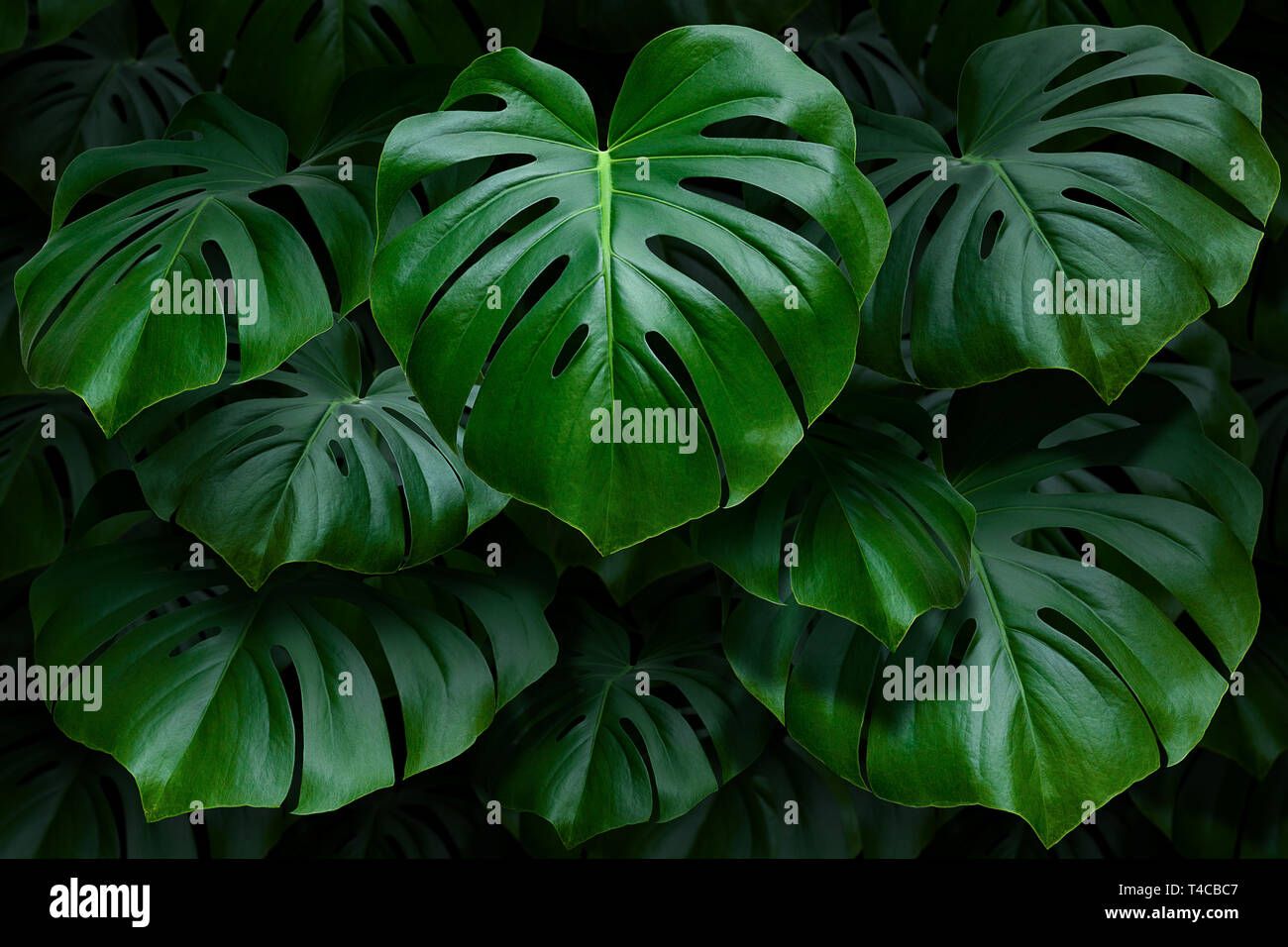 Verdi grandi foglie di monstera su sfondo scuro Foto Stock
