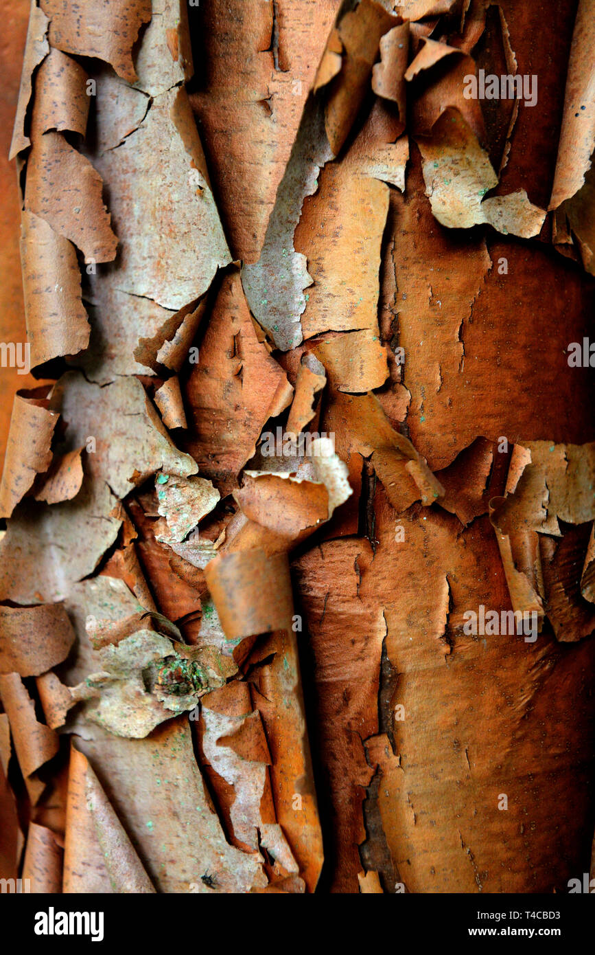 Zimtahorn, Acer griseum Foto Stock