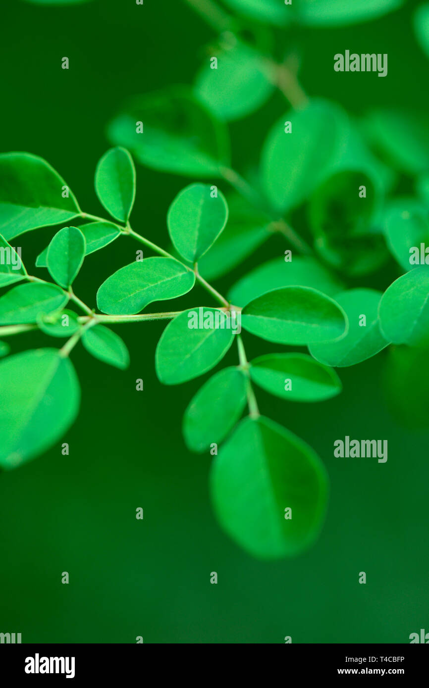 Moringa, Blaetter, Moringa Oleifera Foto Stock