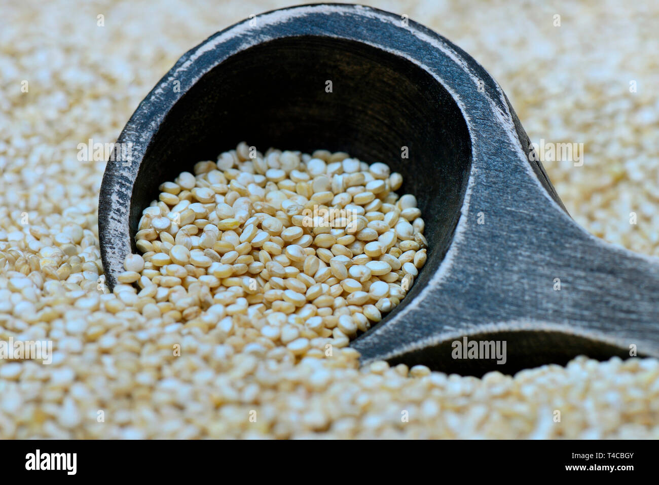 La quinoa mit Holzloeffel, Chenopodium quinoa Foto Stock