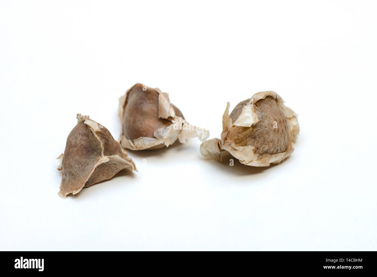 Moringa, Moringa-Samen, Moringa Oleifera Foto Stock