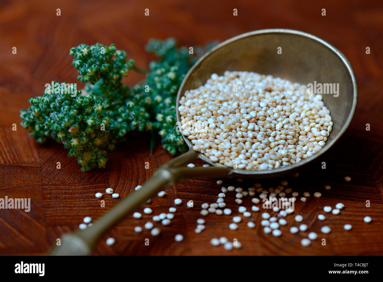 La quinoa in Messingkelle, fruchtende Quinoa-Pflanze, Chenopodium quinoa Foto Stock