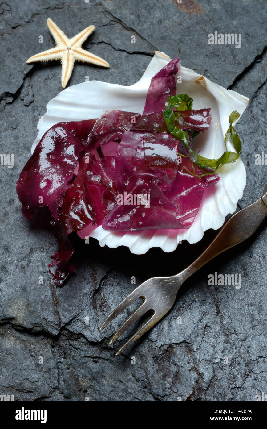 Rotalge mit Meersalz in Muschelschale und Gabel, Palmaria palmata, Wilde Dulse Foto Stock