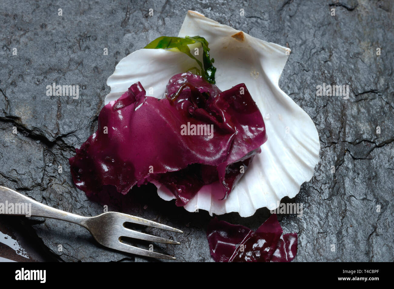 Rotalge mit Meersalz in Muschelschale und Gabel, Palmaria palmata, Wilde Dulse Foto Stock