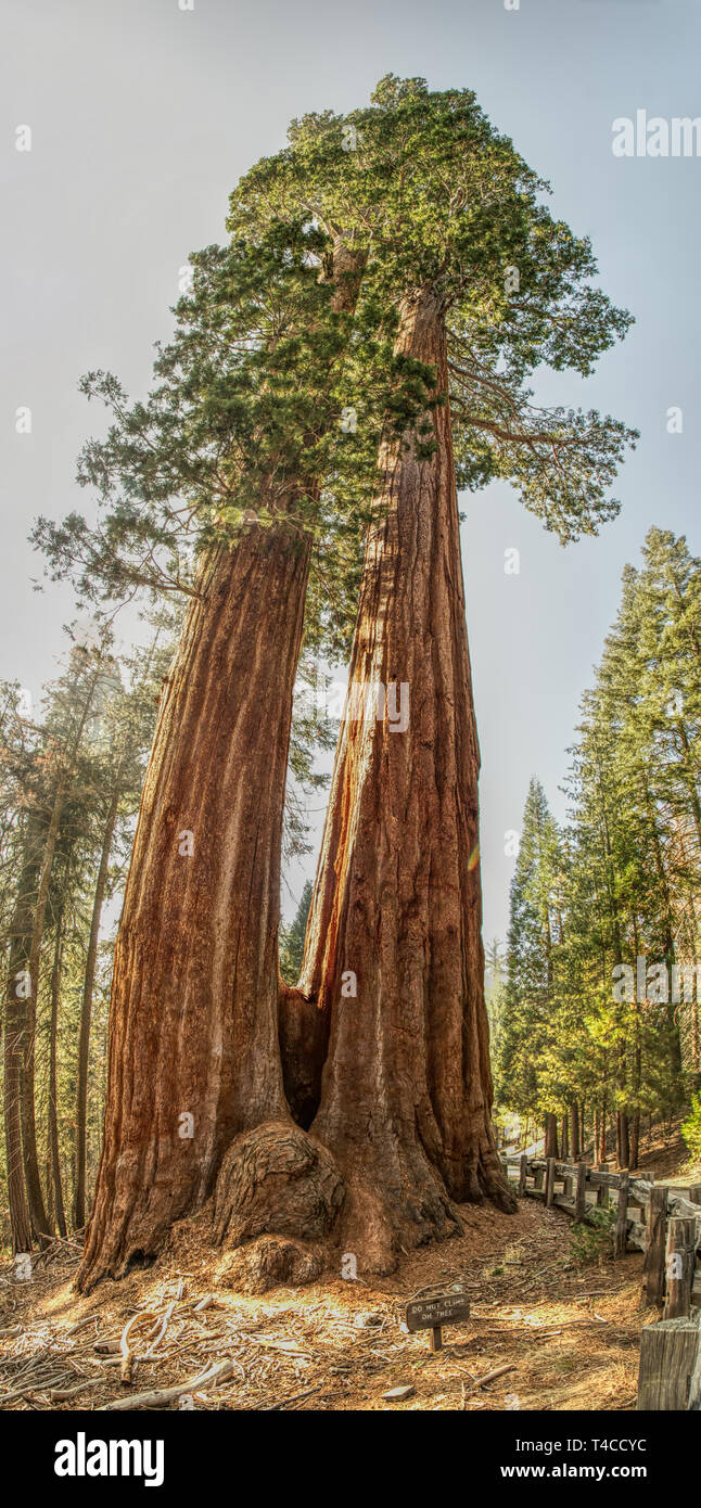 Vertorama HDR delle enormi alberi di sequoia in California's Sequia Parco Nazionale. Foto Stock