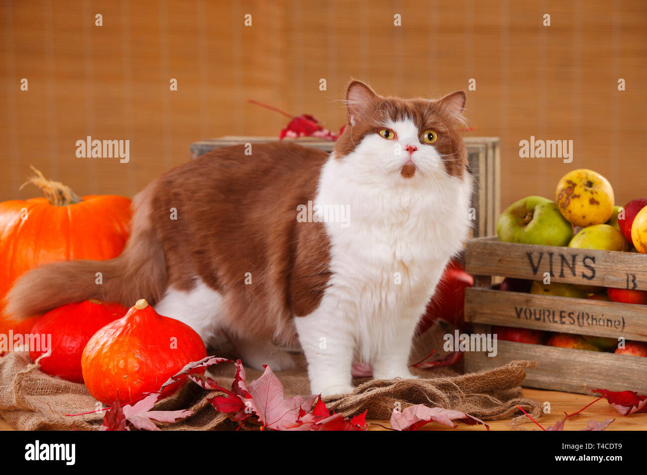 British Longhair Cat, Tomcat, cannella-bianco Foto Stock
