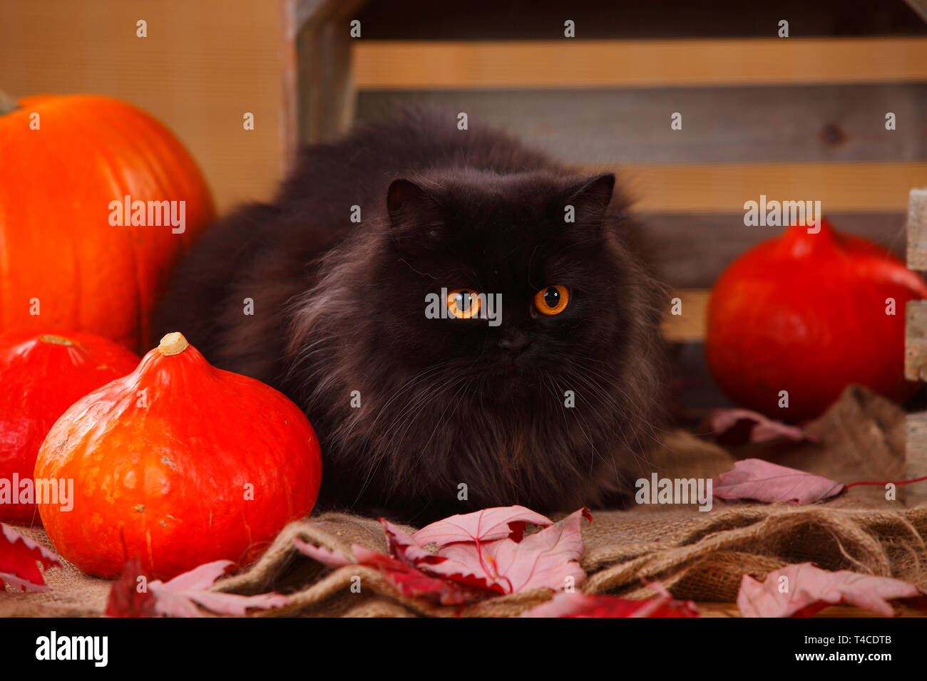 British Longhair Cat, nero Foto Stock