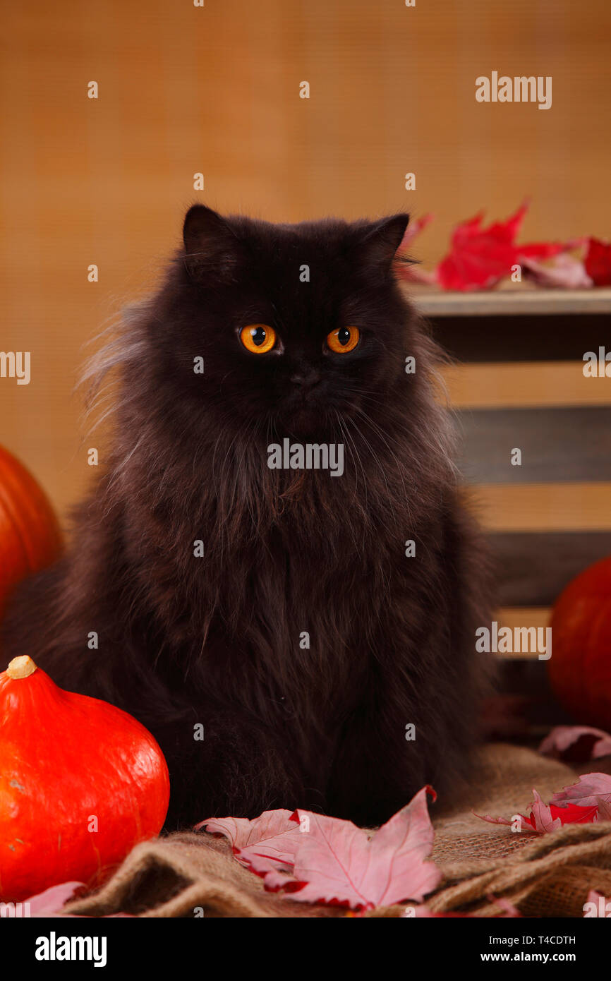 British Longhair Cat, nero Foto Stock