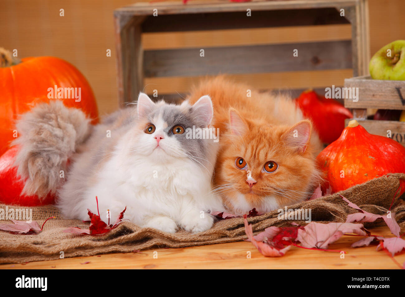 British Longhair Gatti, rosso-bianco e blu-tortie-bianco Foto Stock