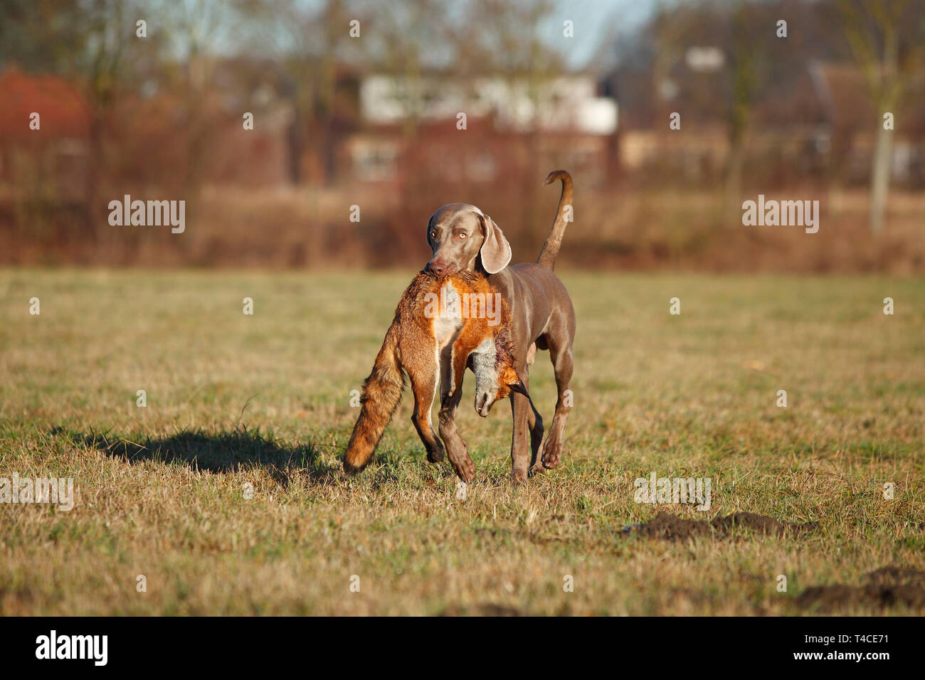 Weimaraner recupero Red Fox, Renania settentrionale-Vestfalia, Germania (Vulpes vulpes vulpes) Foto Stock