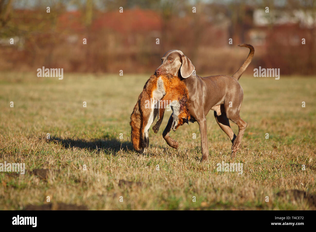 Weimaraner recupero Red Fox, Renania settentrionale-Vestfalia, Germania (Vulpes vulpes vulpes) Foto Stock