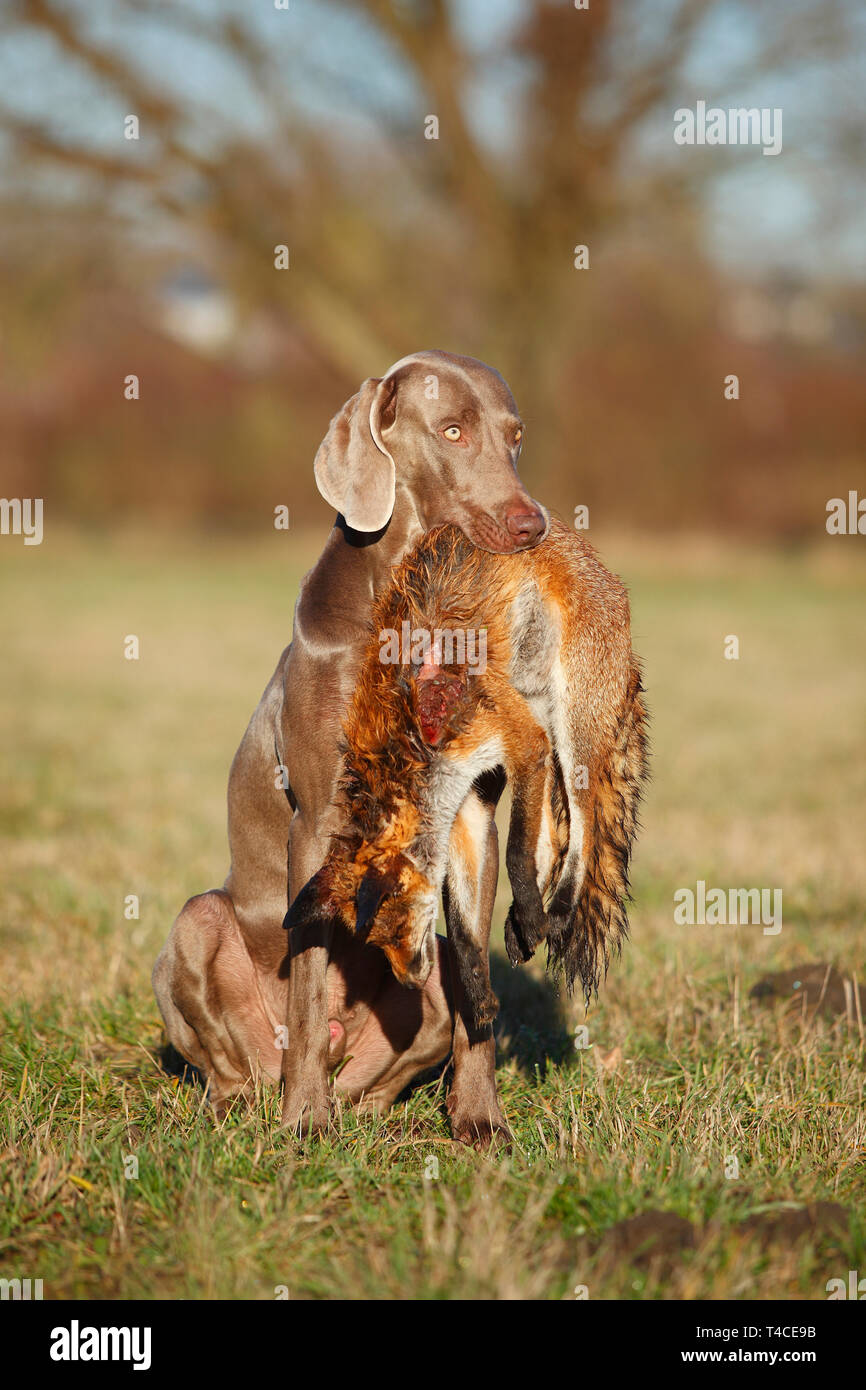 Weimaraner recupero Red Fox, Renania settentrionale-Vestfalia, Germania (Vulpes vulpes vulpes) Foto Stock