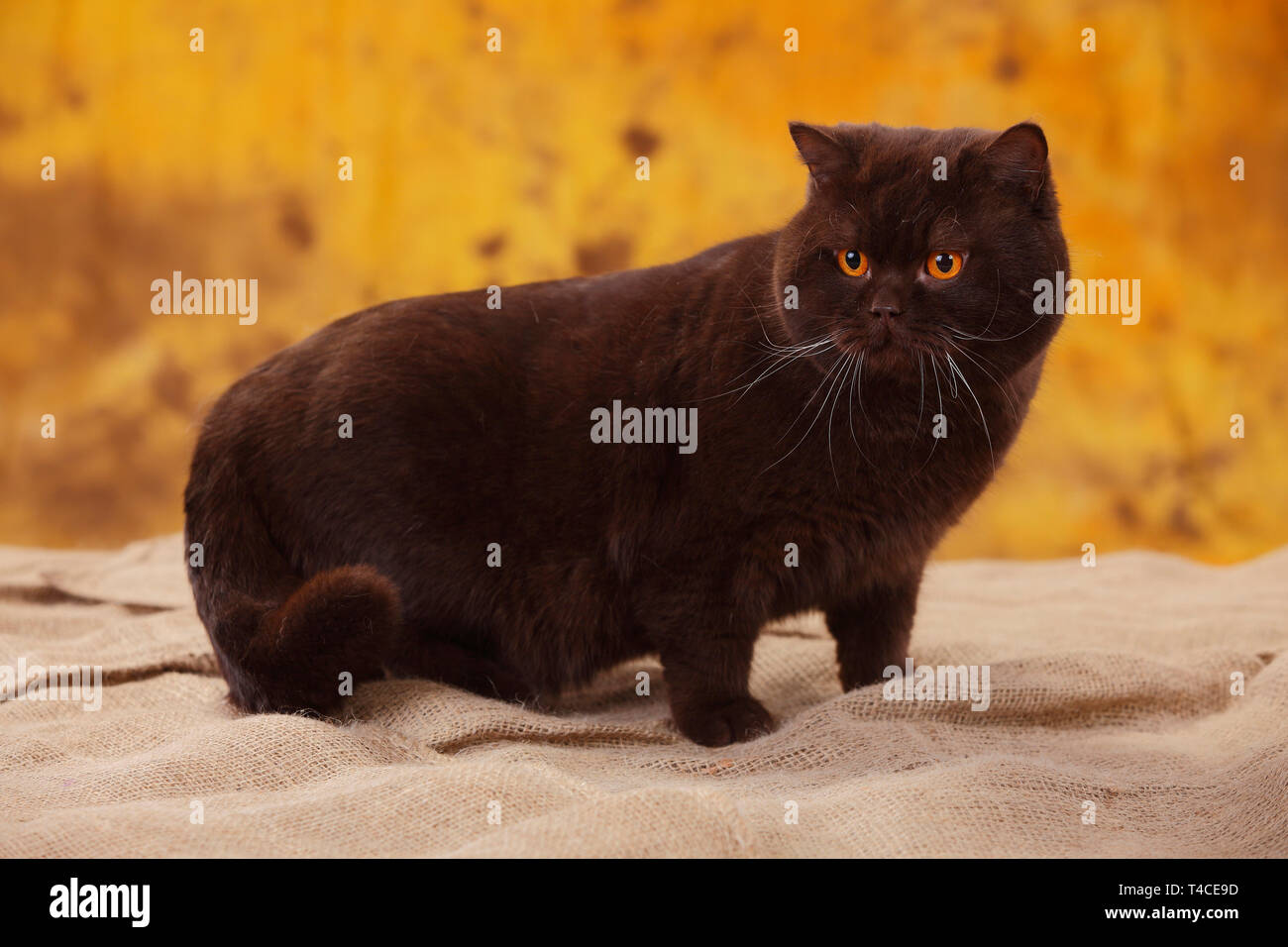 British Shorthair, Tomcat, cioccolato Foto Stock