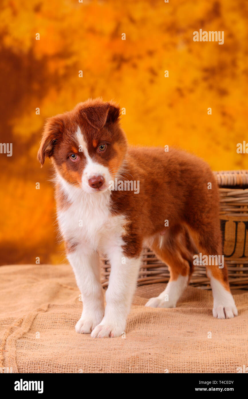 Pastore australiano, cucciolo, 8 settimane, red tri Foto Stock