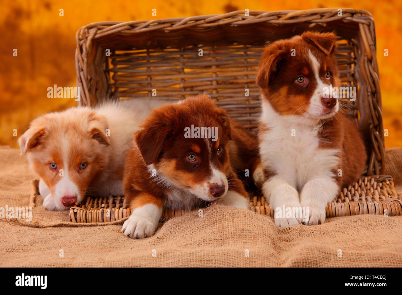 Pastore australiano, cuccioli, 8 settimane, red tri e red-merle Foto Stock