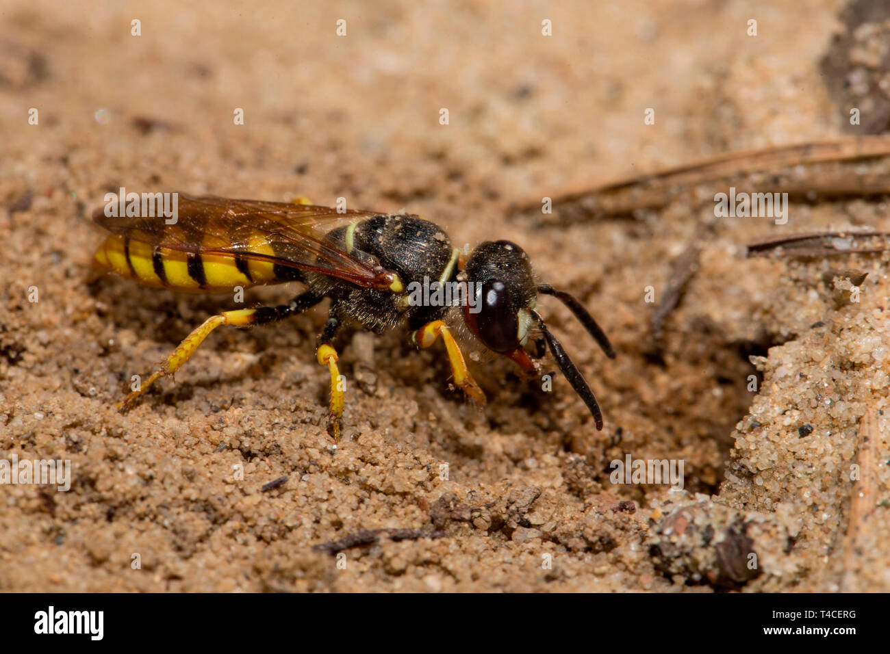 Unione beewolf, terreno sabbioso, nido, (Philanthus triangulum) Foto Stock