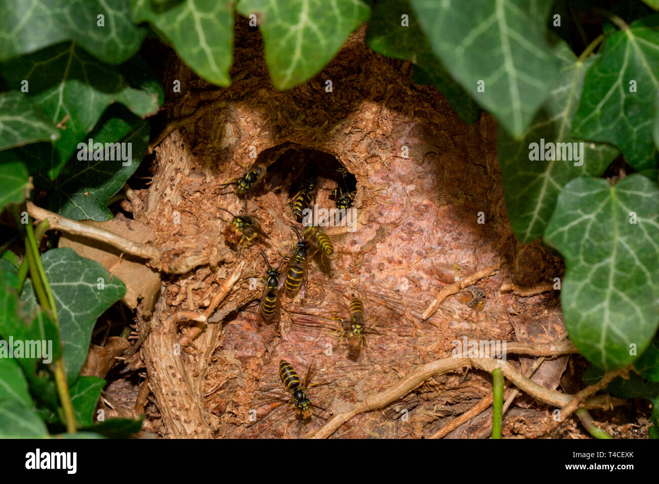 Wasp comune, (Vespula vulgaris) Foto Stock