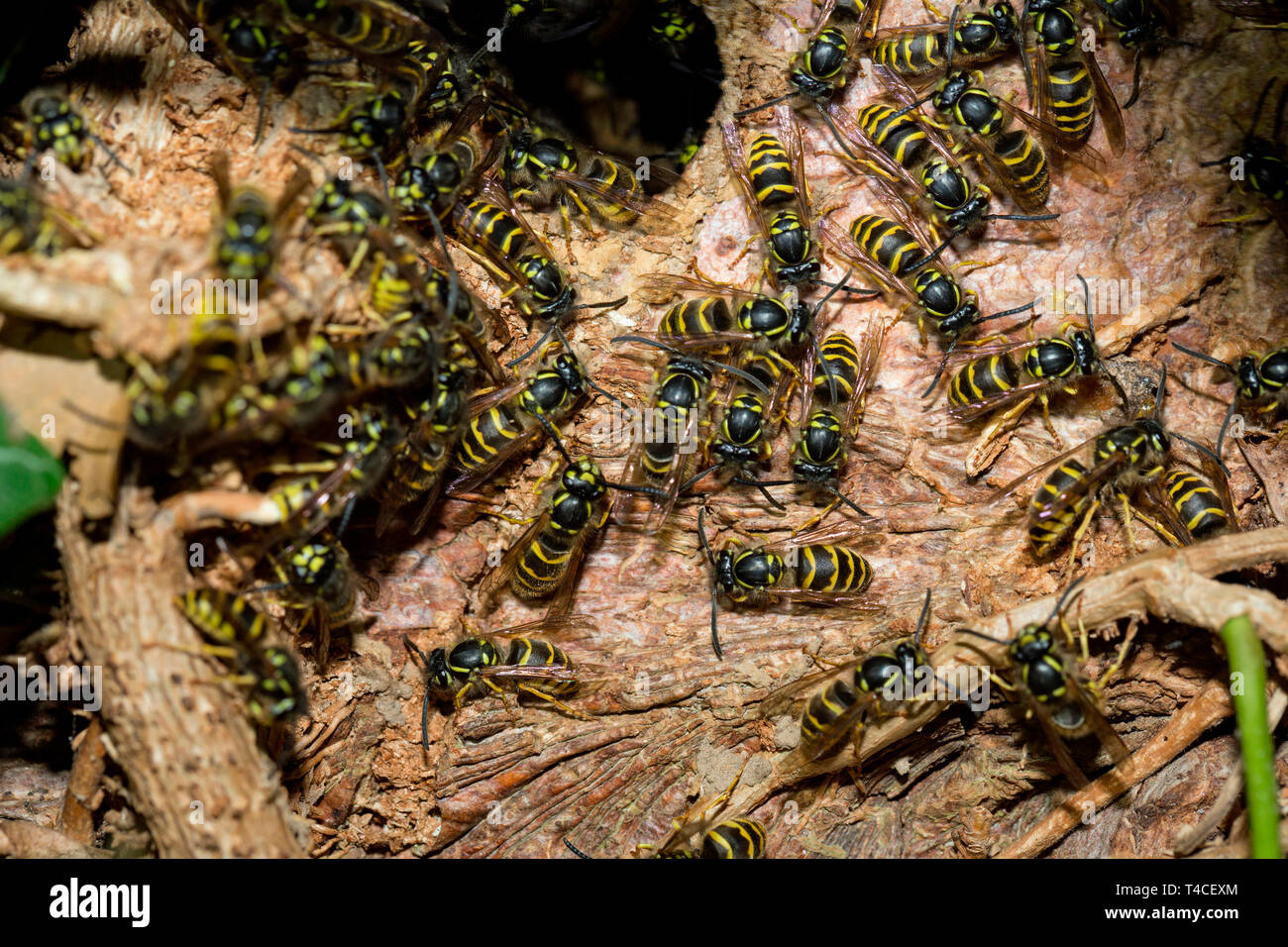Comune di vespe, (Vespula vulgaris) Foto Stock