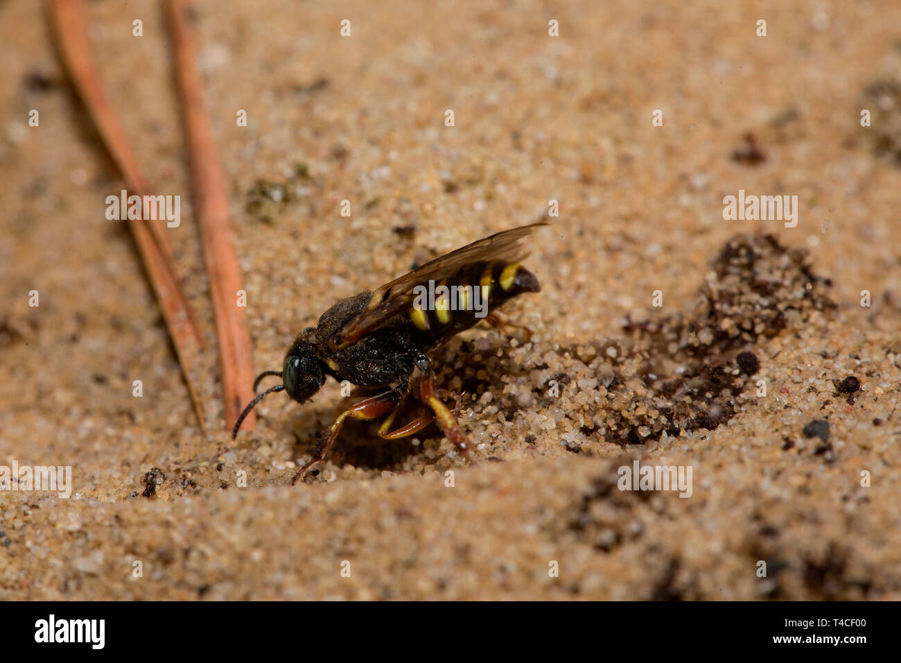 Su piccola scala sympatric digger wasp, (Oxybelus argentatus) Foto Stock