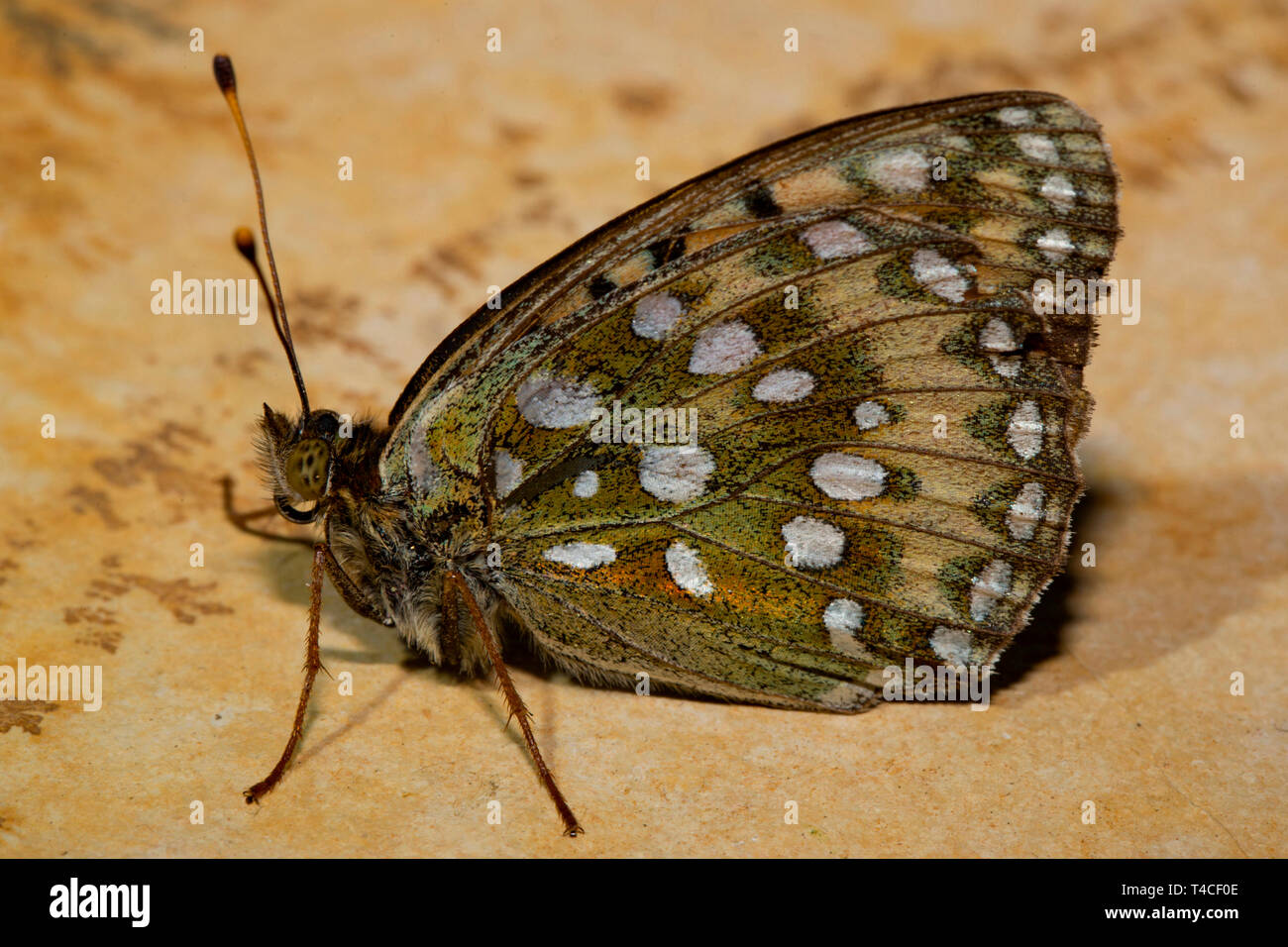 Verde scuro, fritillary (Argynnis aglaja) Foto Stock