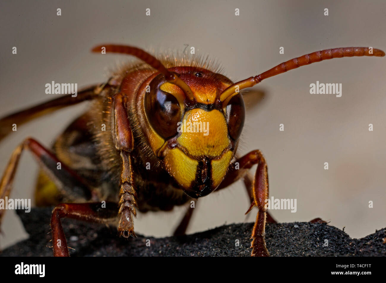 Unione hornet, (Vespa crabro) Foto Stock