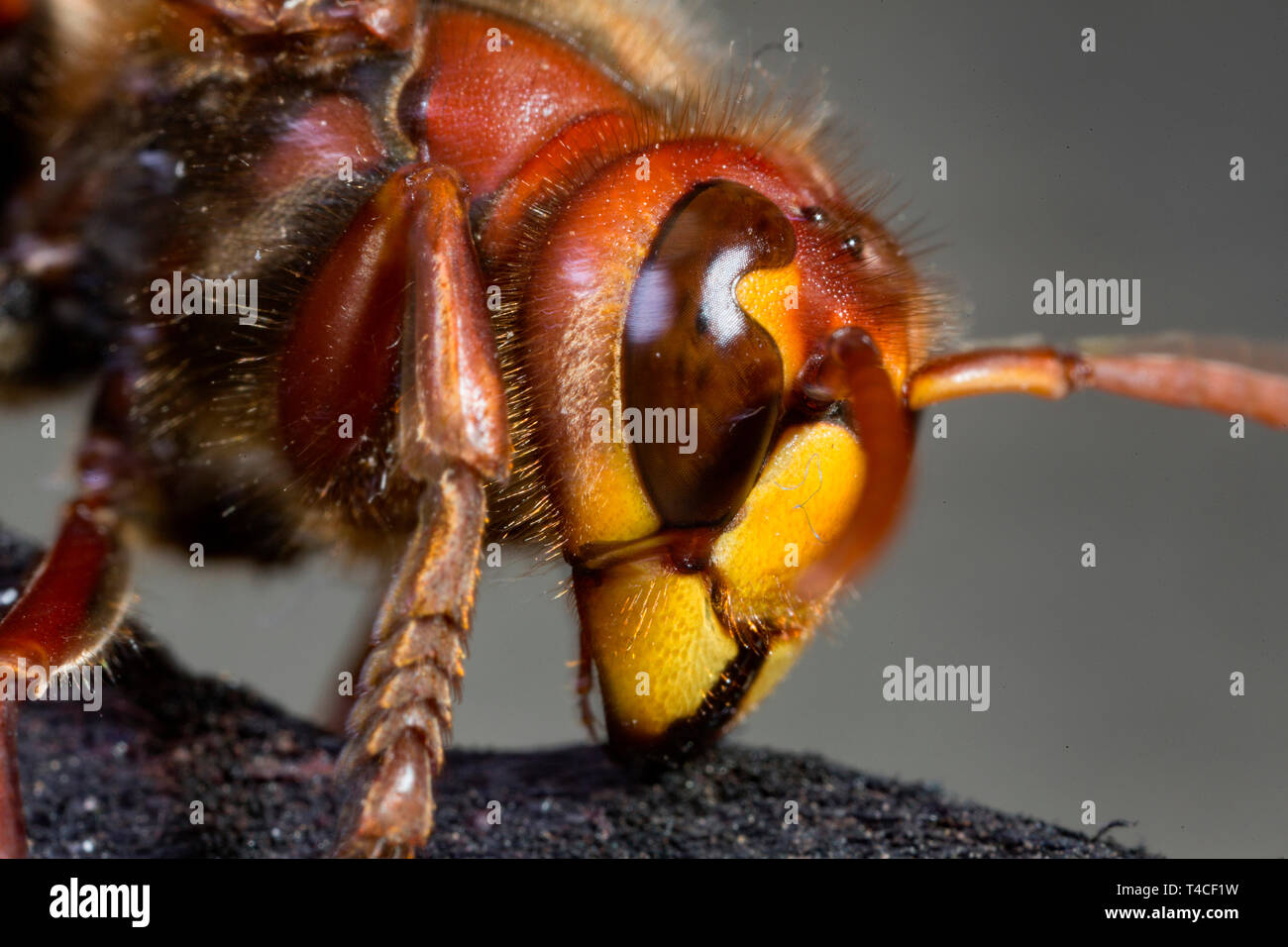 Unione hornet, (Vespa crabro) Foto Stock