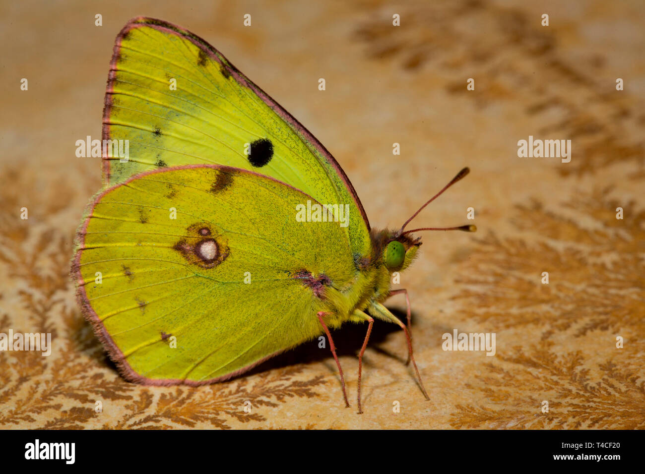 Berger è offuscato giallo, (Colias alfacariensis) Foto Stock