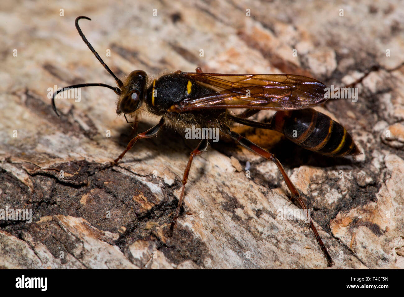 Il fango dauber wasp, (Sceliphron curvatum) Foto Stock