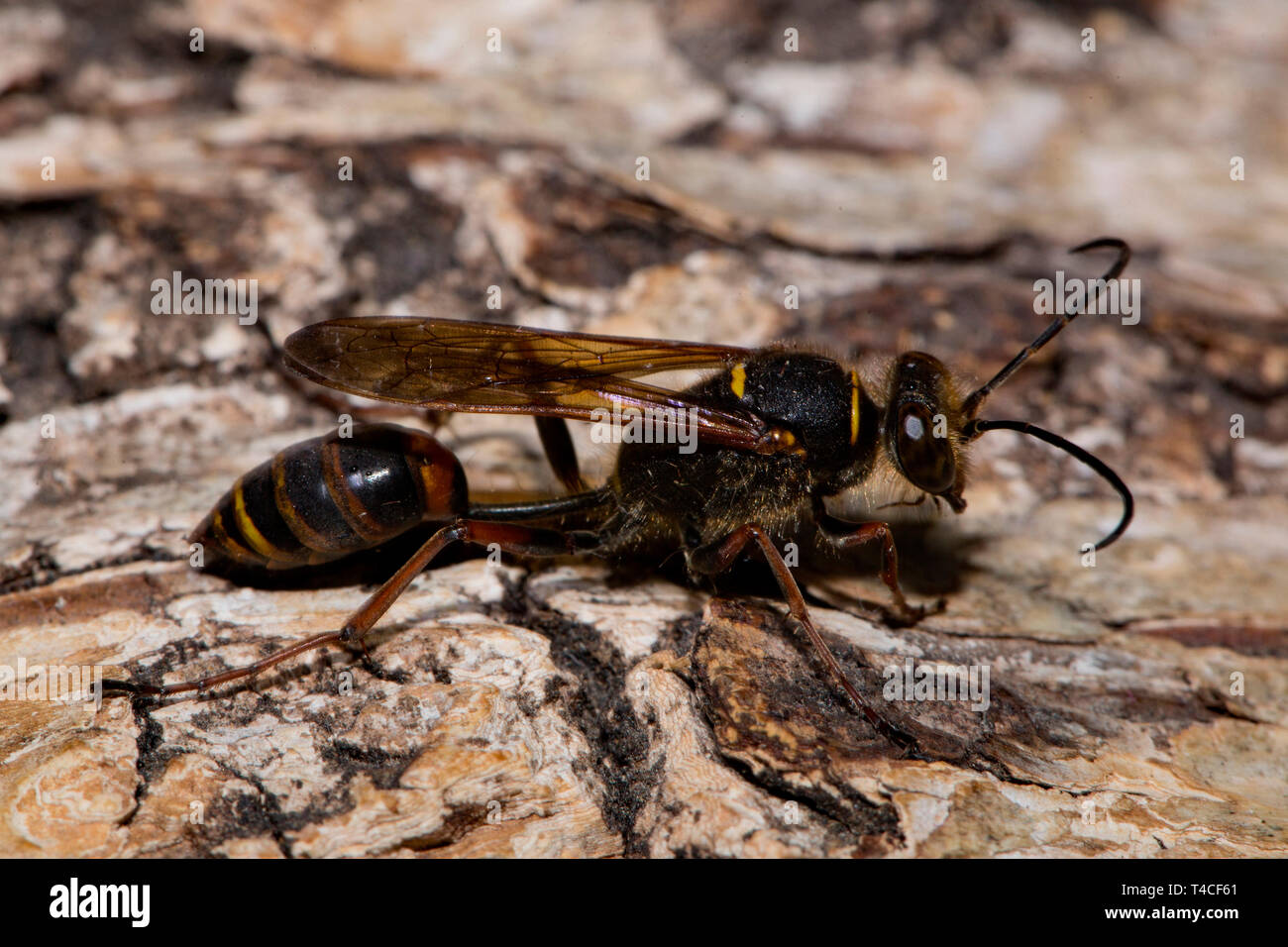 Il fango dauber wasp, (Sceliphron curvatum) Foto Stock