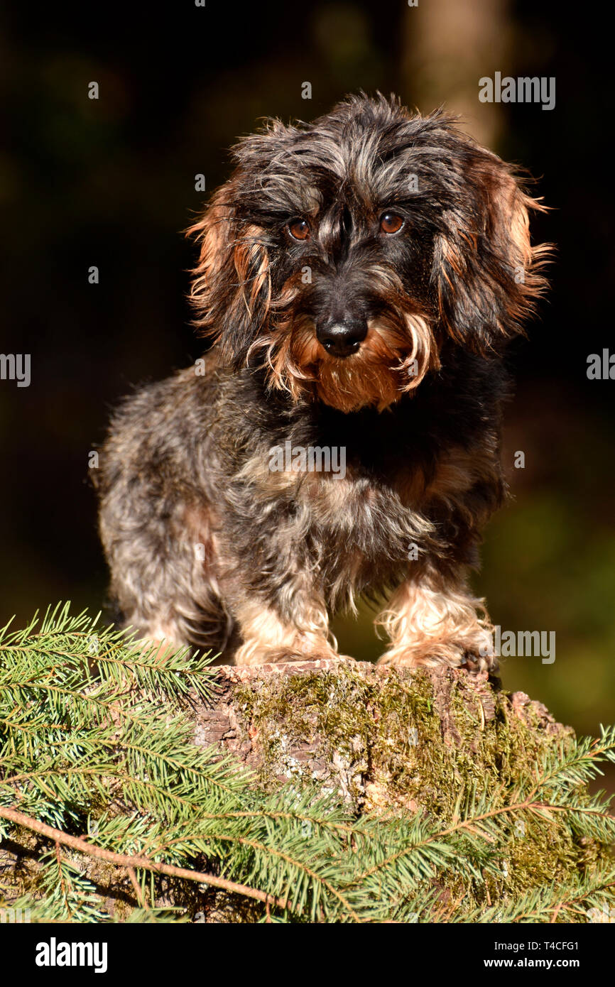 Miniatura Wirehaired Bassotto Foto Stock