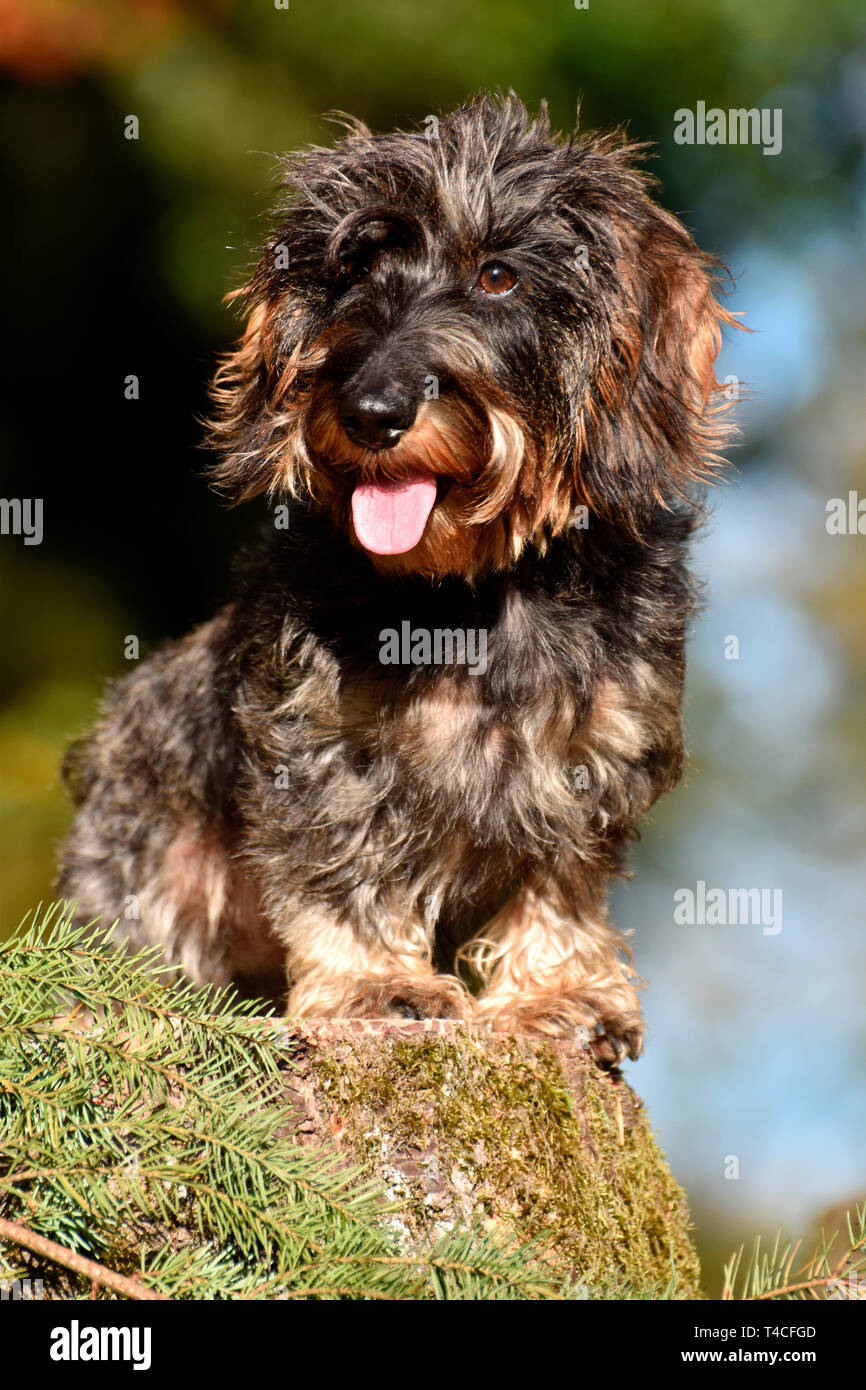 Miniatura Wirehaired Bassotto Foto Stock