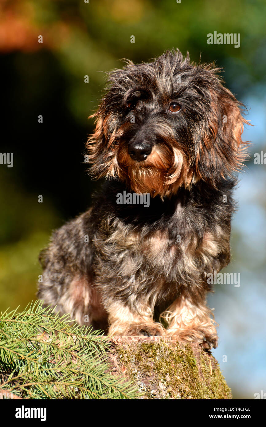 Miniatura Wirehaired Bassotto Foto Stock