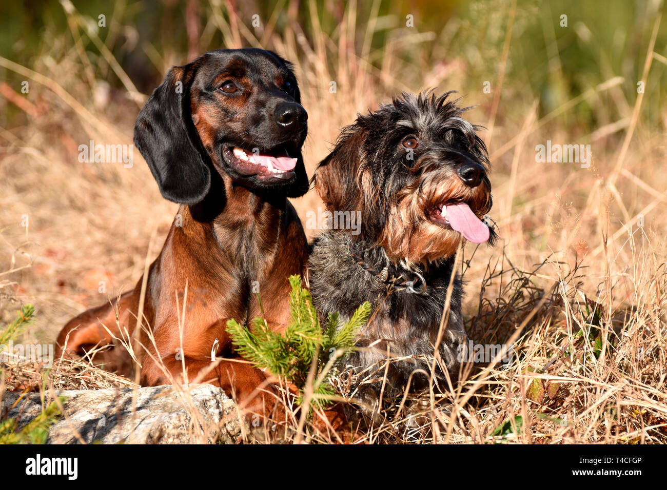Miniatura Wirehaired Bassotto e bavarese Scenthound di montagna Foto Stock