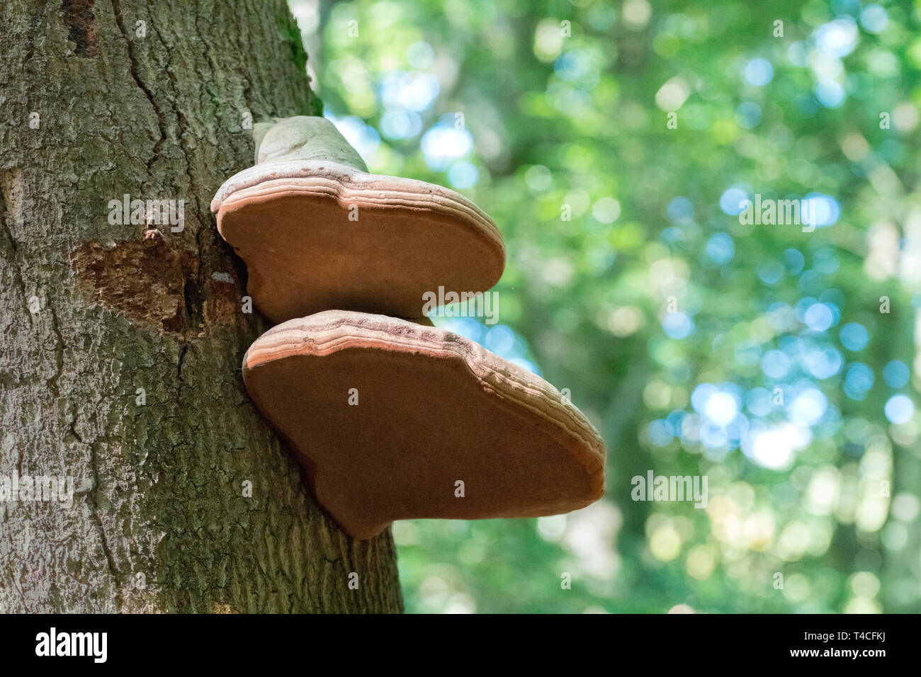 Tinder fungo, Western Pomerania Area Laguna National Park, Fischland-Darss-Zingst, Meclemburgo-Pomerania Occidentale, Germania (Fomes fomentarius) Foto Stock