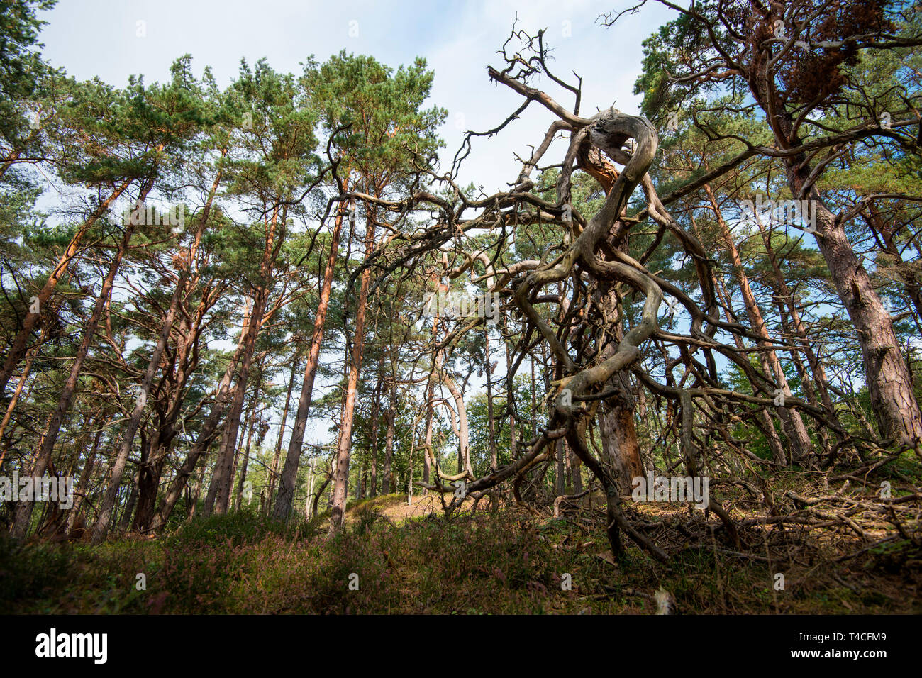 Foreste vergini, Western Pomerania Area Laguna National Park, Fischland-Darss-Zingst, Meclemburgo-Pomerania Occidentale, Germania, Europa Foto Stock