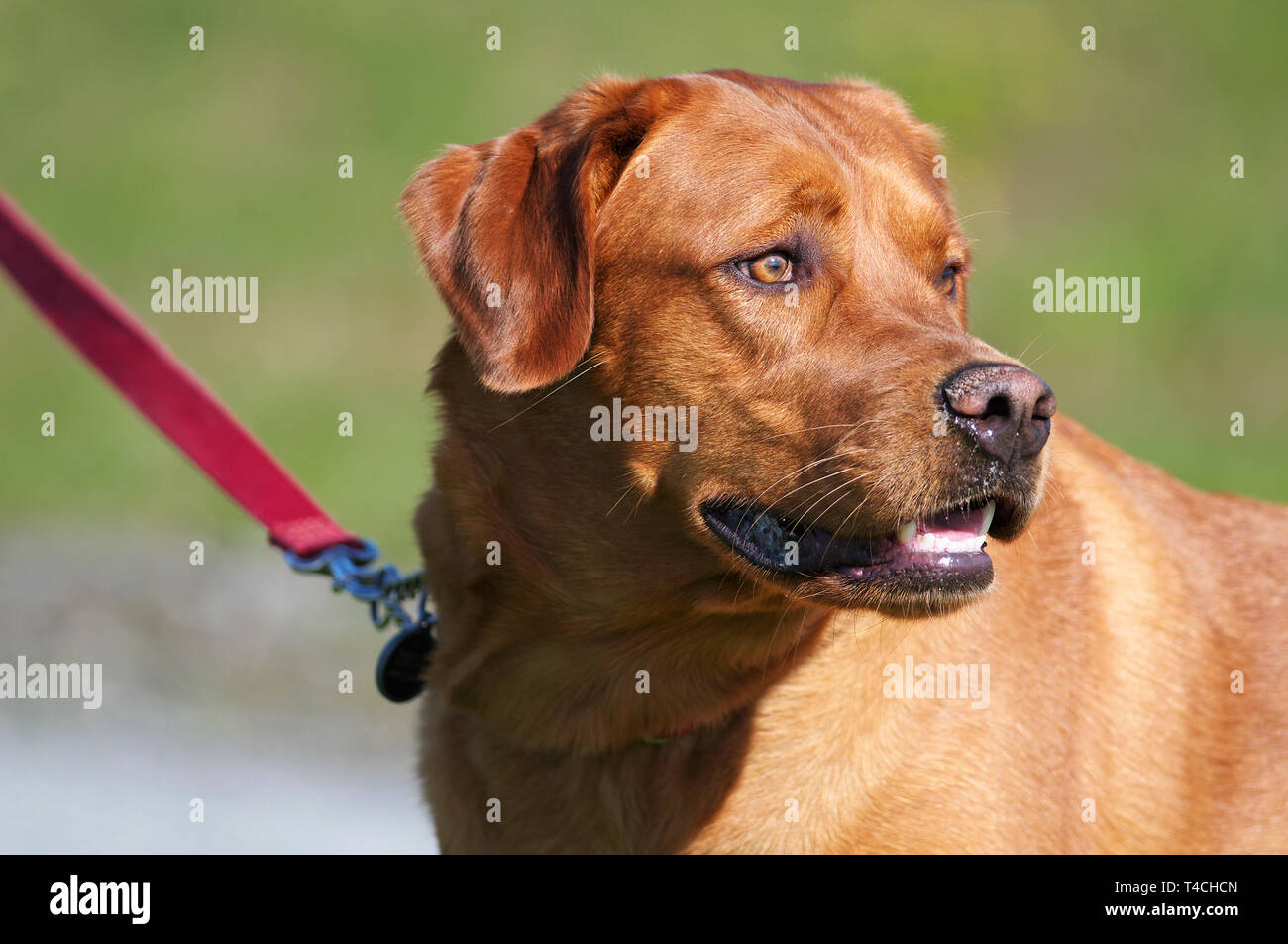 Un colpo alla testa di una volpe Red Labrador Retriever guardando lontano con guinzaglio rosa. Foto Stock
