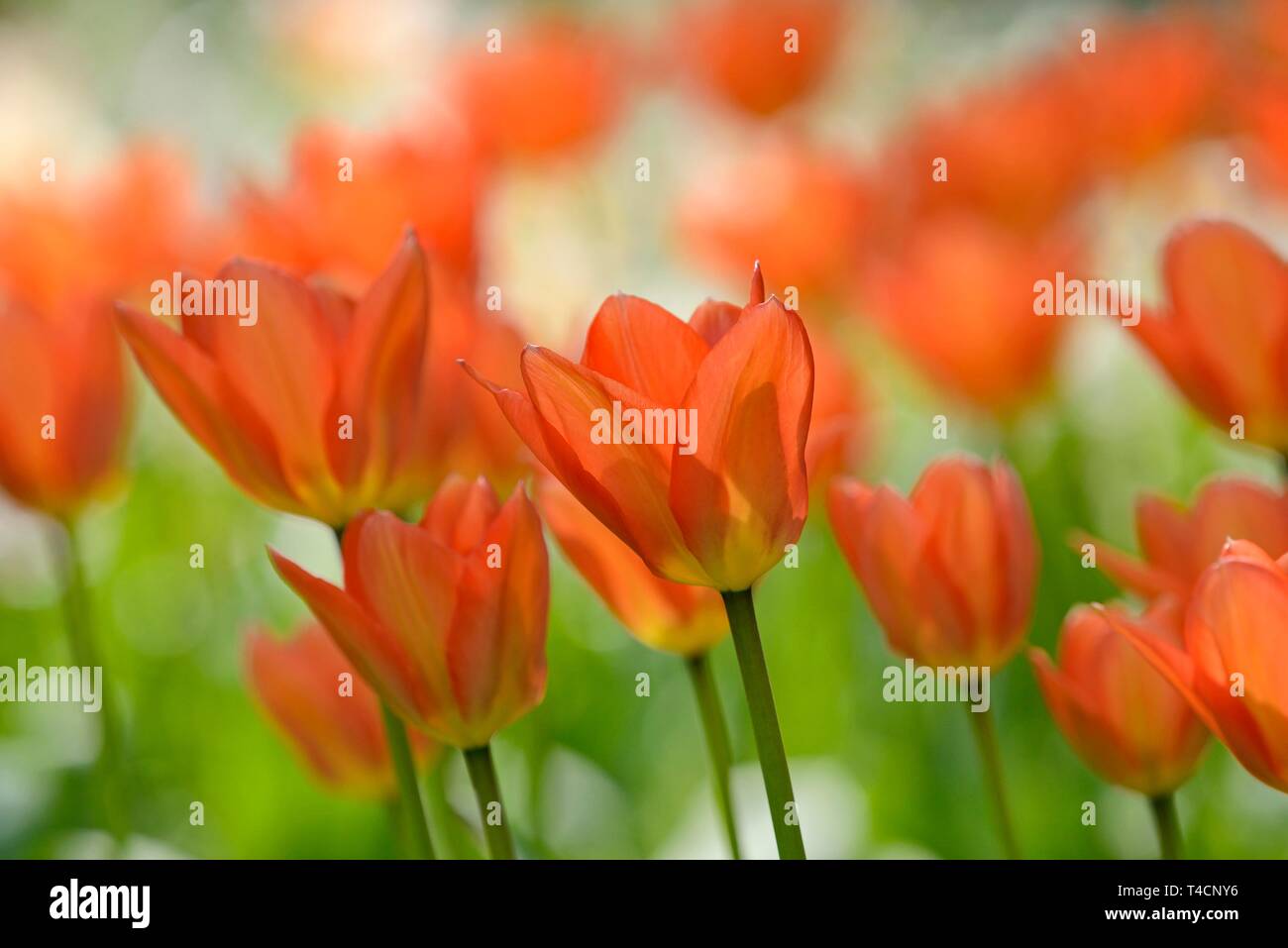 Tulipani rossi (Tulipa), tulip bed, Retroilluminato fiori, Renania settentrionale-Vestfalia, Germania Foto Stock