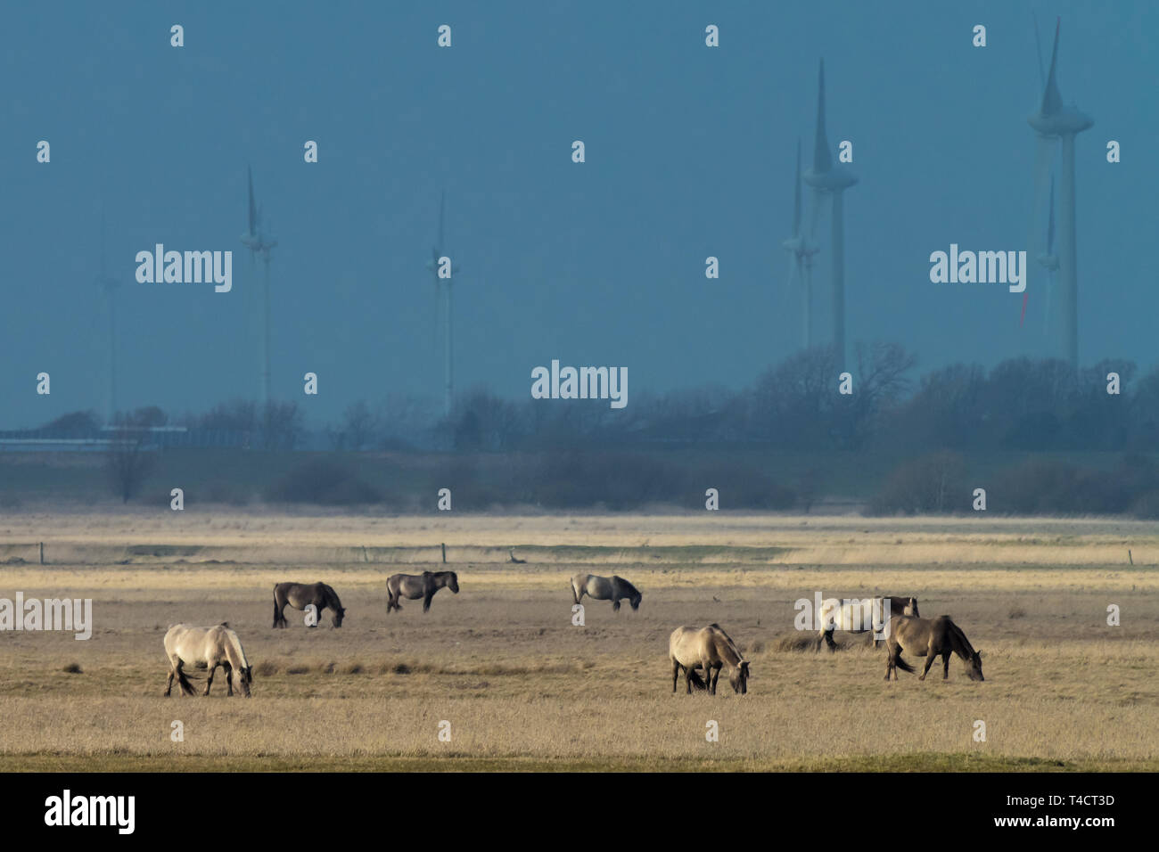 Allevamento di cavalli conik su un pascolo in inverno Foto Stock