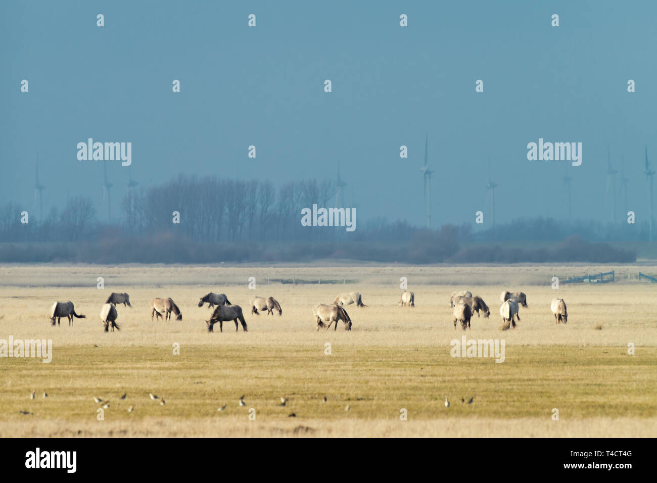 Allevamento di cavalli conik su un pascolo in inverno Foto Stock