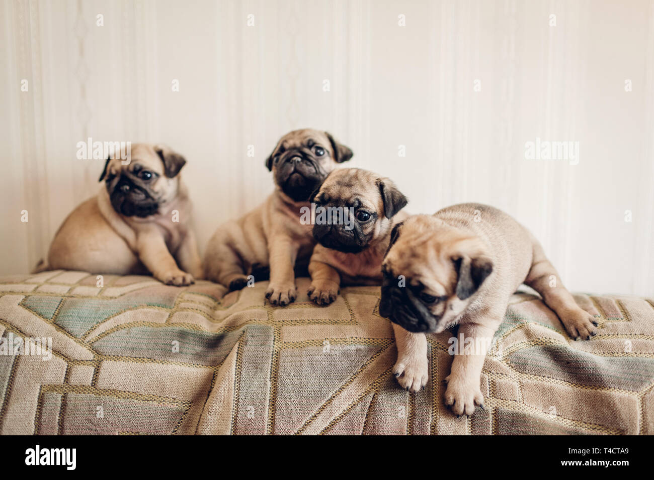 Pug cuccioli di cane seduto sul divano di casa. Piccoli cuccioli di divertimento. Allevamento cani Foto Stock