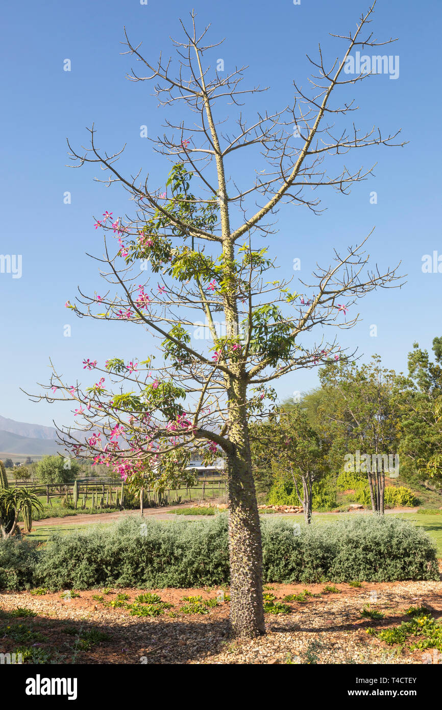 Fioritura rosa Chorisia speciosa, o Ebano, nativo subtropicale sud americana di foreste, fioritura estiva, spinosi tronco e rami, decidui, Foto Stock
