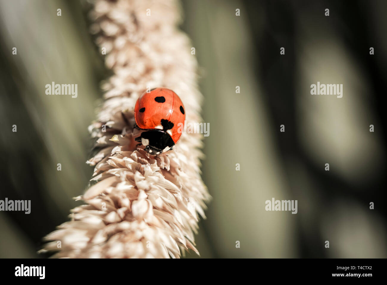 Cartone animato coccinella immagini e fotografie stock ad alta