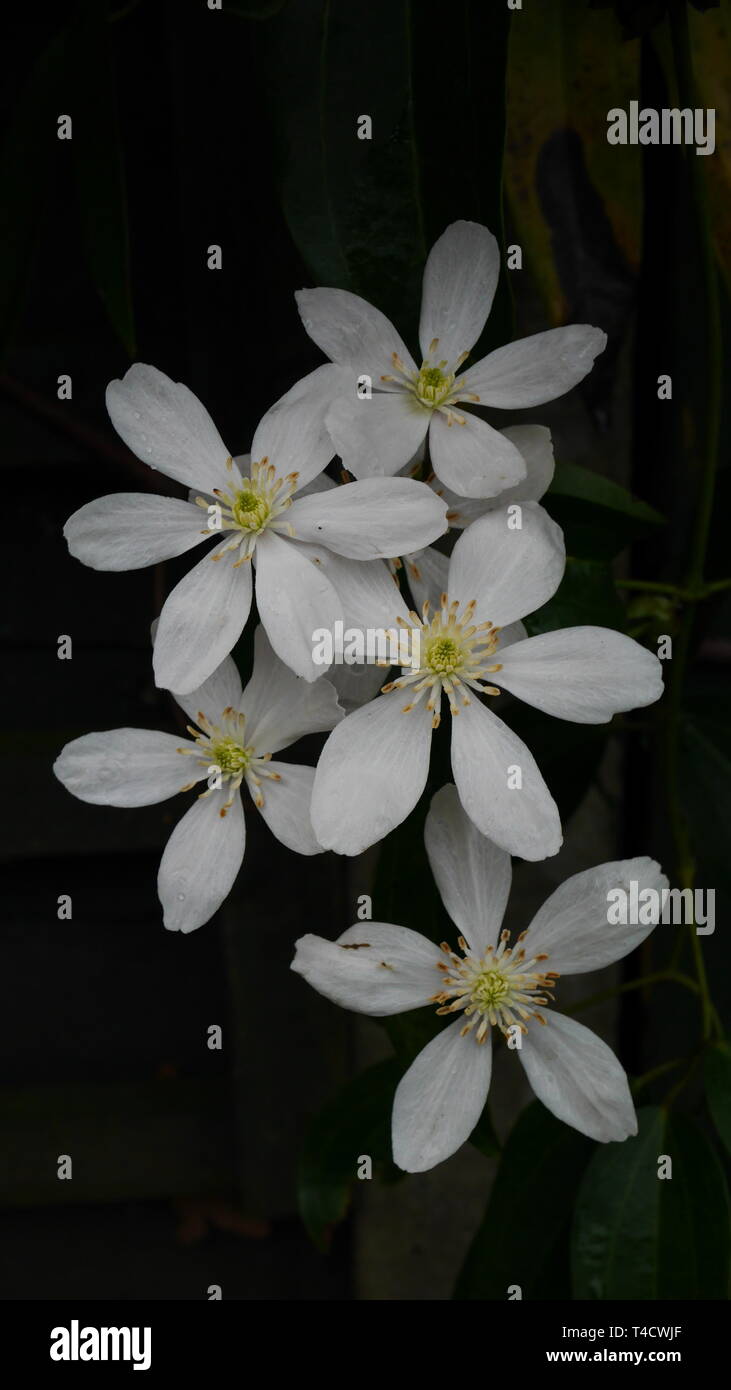 Primo piano di un cluster di bianco clematis armandii fiori Foto Stock