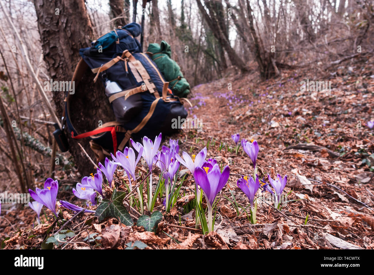 Vista della fioritura di fiori di primavera crocus crescente nella fauna selvatica. Sullo sfondo sfocato, escursionista zaino. Foto Stock
