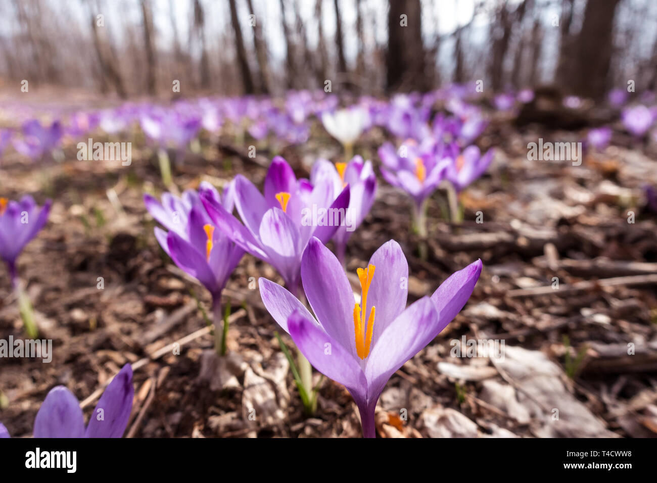 Vista della fioritura di fiori di primavera crocus crescente nella fauna selvatica. Viola crocus crescente Foto Stock