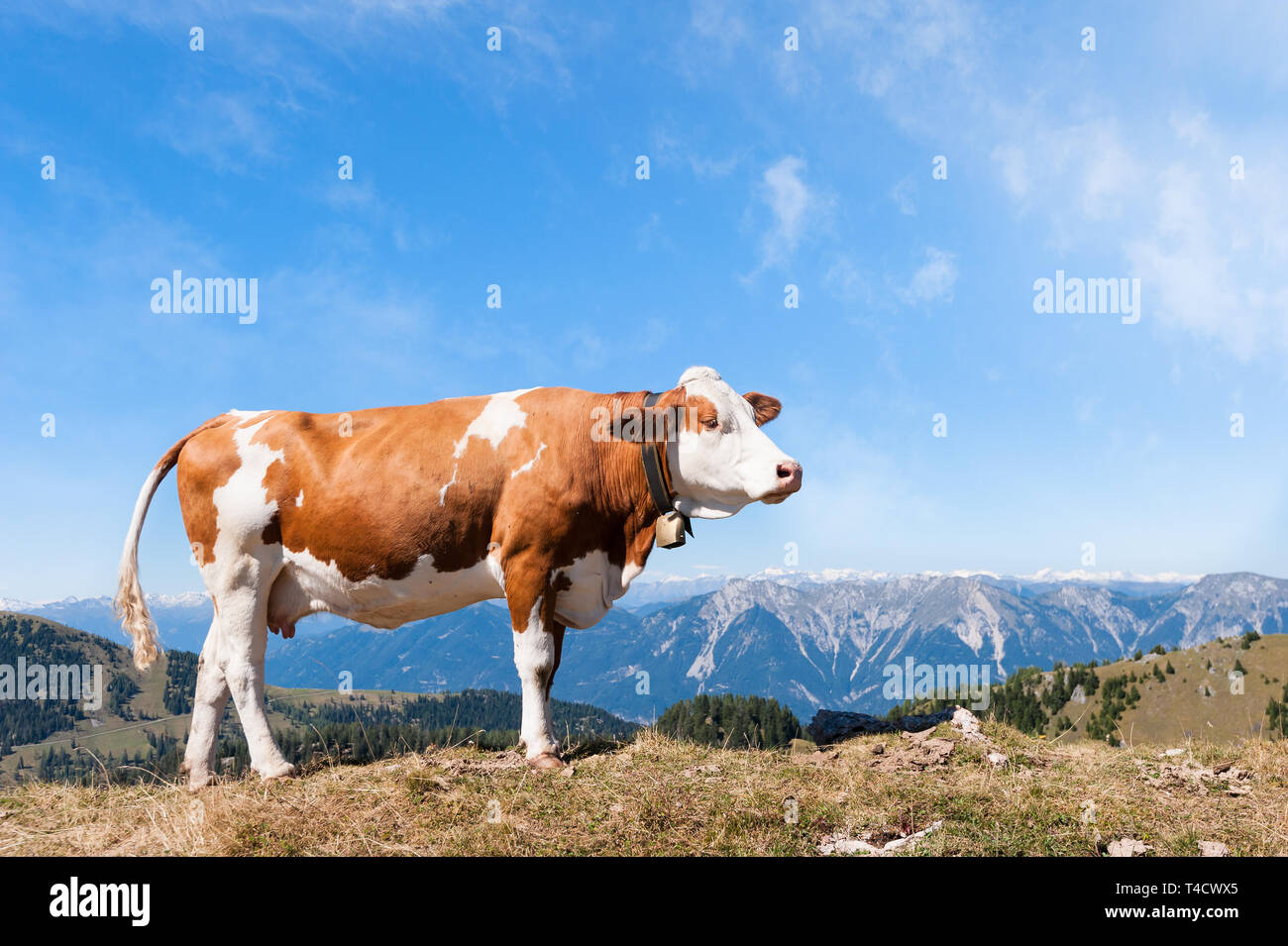 Estate nel paesaggio con mucca pascolare sui prodotti freschi pascoli e cime di montagna in background Foto Stock