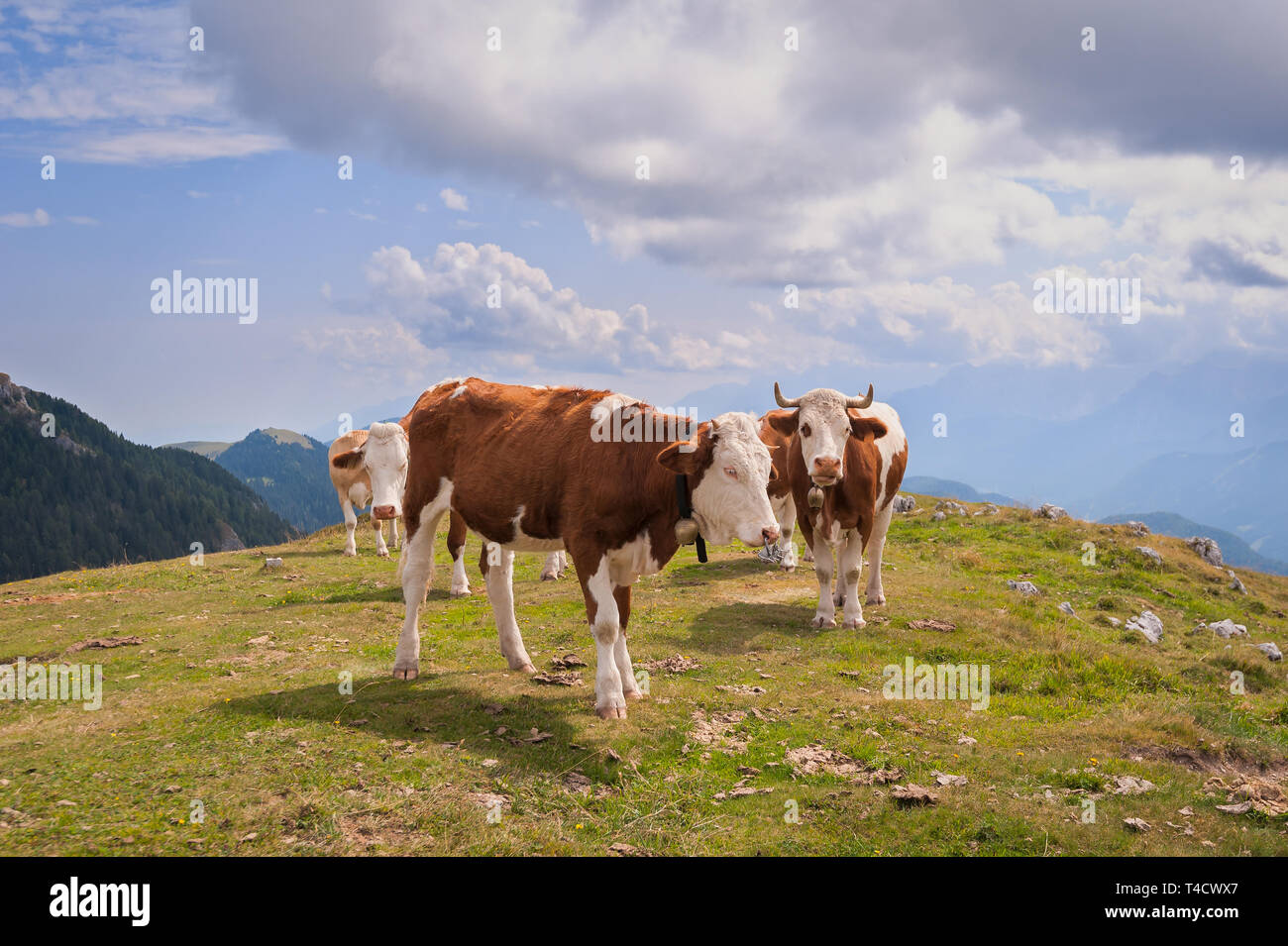 Le mucche in Alpe di Siusi, il più grande ad alta altitudine prato alpino in Europa, incredibili montagne rocciose sullo sfondo. Foto Stock