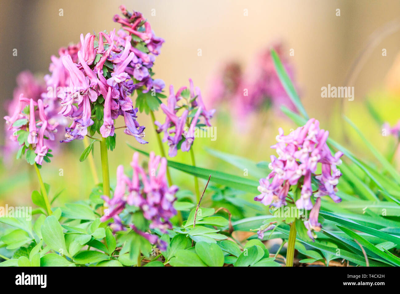 Luminose fiori di primavera nella foresta Foto Stock