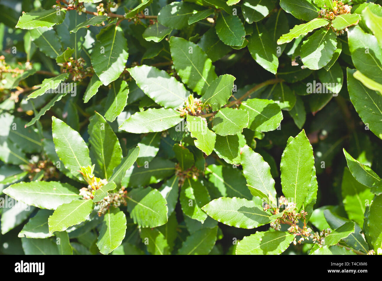 Foglie di alloro sfondo ad albero. Foglia di alloro nella natura selvaggia dell'Italia. Foto Stock