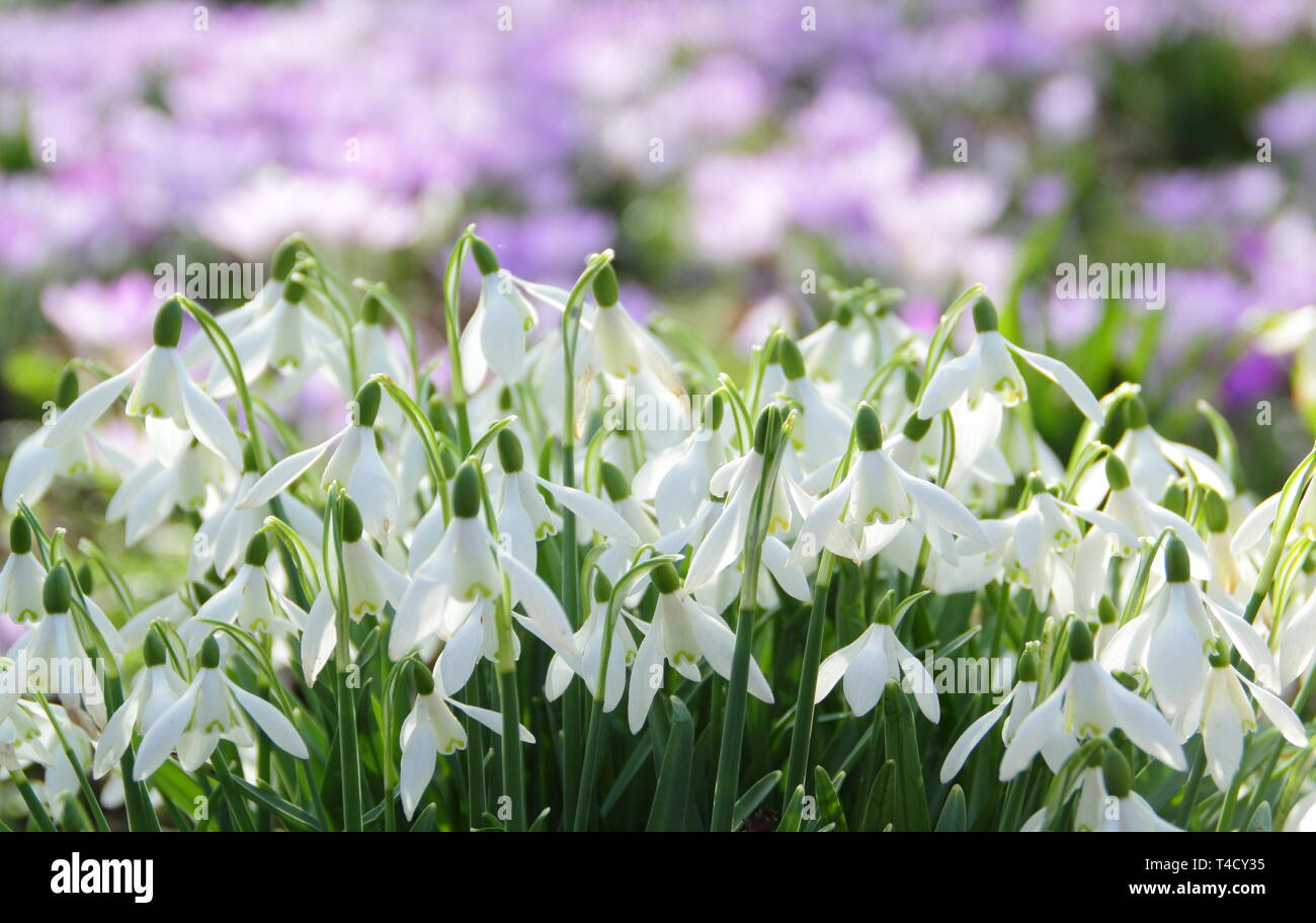 Bucaneve e crocus precoce. Galanthus nivalis e crocus tommasinianus naturlised in un prato - Febbraio, UK. Foto Stock